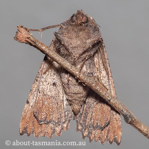 Nisista serrata, serrated crest-moth, Geometridae, Tasmania, moth