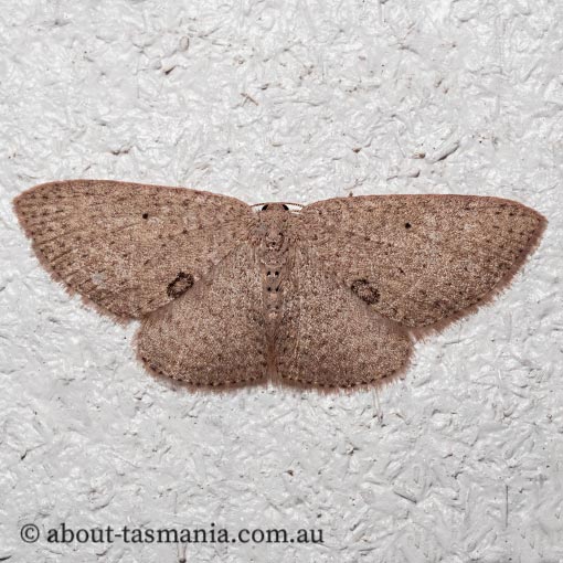 Poecilasthena anthodes, orange-grounded delicate, Geometridae, Tasmania, moth