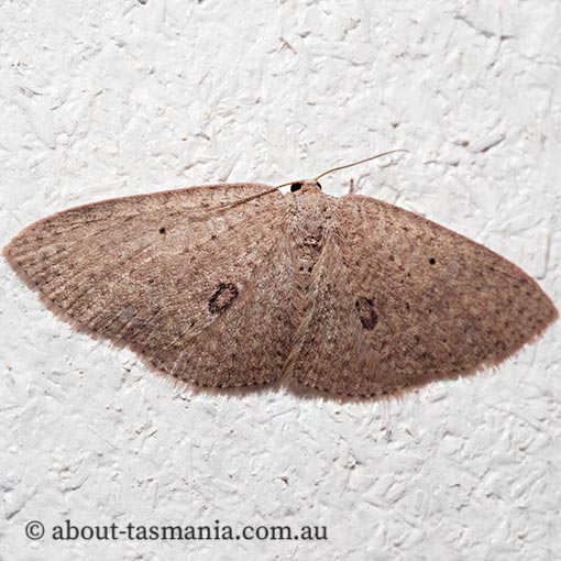 Poecilasthena anthodes, orange-grounded delicate, Geometridae, Tasmania, moth