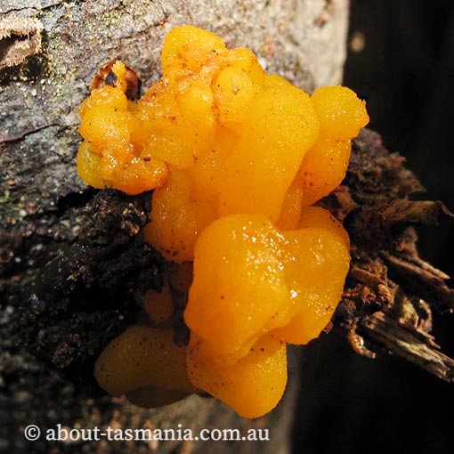 Tremella mesenterica, Tasmania, fungi