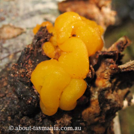 Tremella mesenterica, Tasmania, fungi