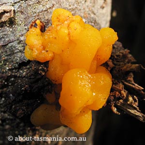 Tremella mesenterica