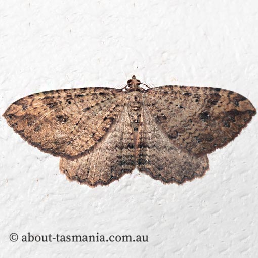 Acodia pauper, Geometridae, Tasmania, moth