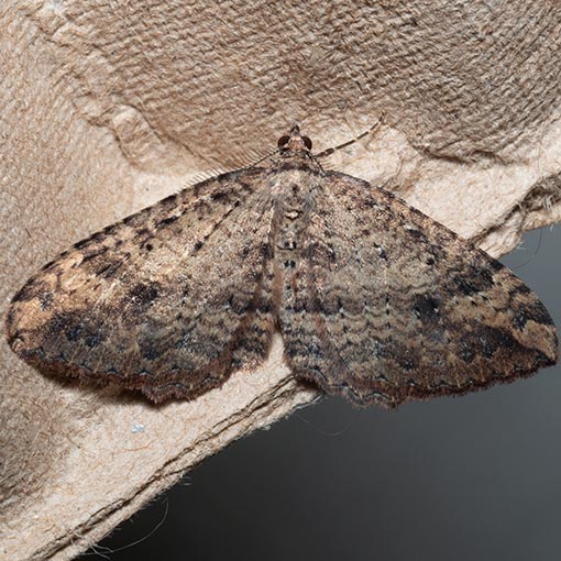 Acodia pauper, Geometridae, Tasmania, moth