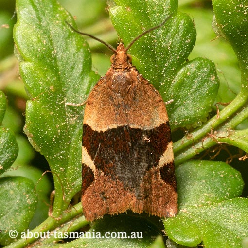 Anisogona placoxantha, Tortricidae, Tasmania, moth