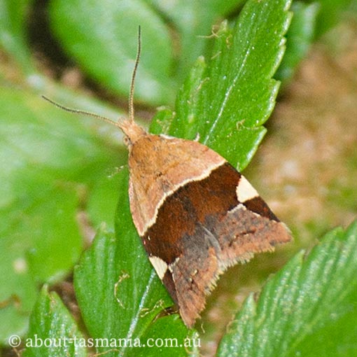 Anisogona placoxantha, Tortricidae, Tasmania, moth
