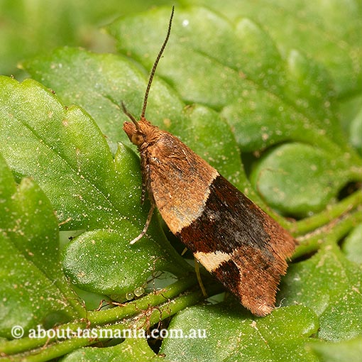Anisogona placoxantha, Tortricidae, Tasmania, moth