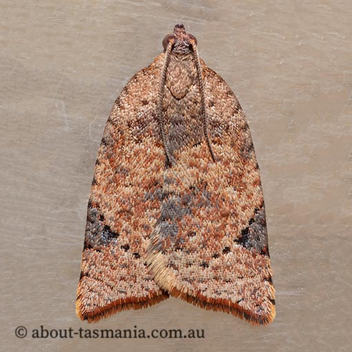 Anisogona similana, Tortricidae, moth, Tasmania