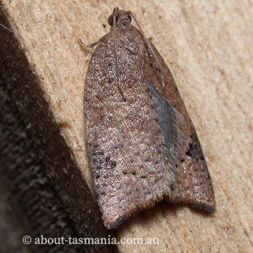 Anisogona similana, Tortricidae, moth, Tasmania