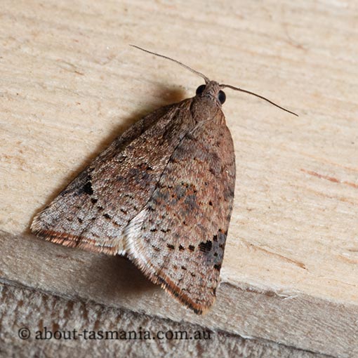 Anisogona similana, Tortricidae, moth, Tasmania