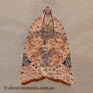 Anisogona similana