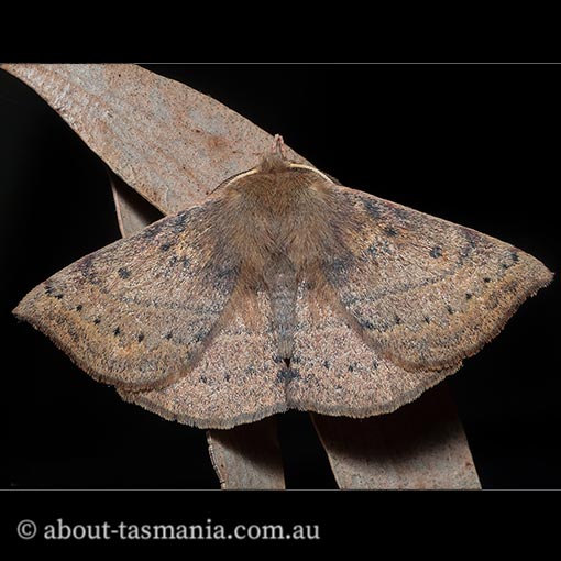Anthela repleta, Replete Anthelid, Anthelidae, Tasmania, moth