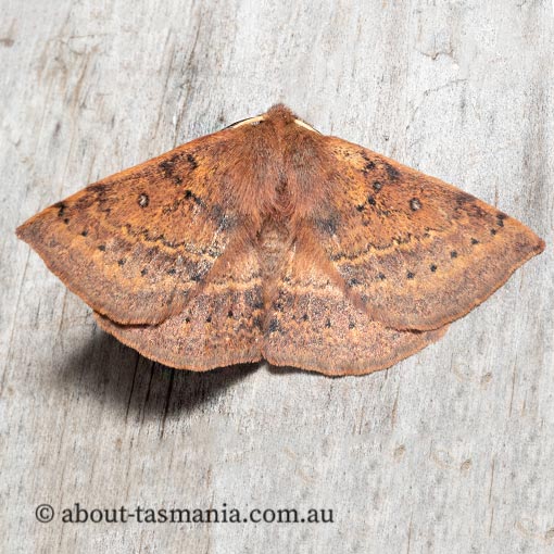 Anthela repleta, Replete Anthelid, Anthelidae, Tasmania, moth