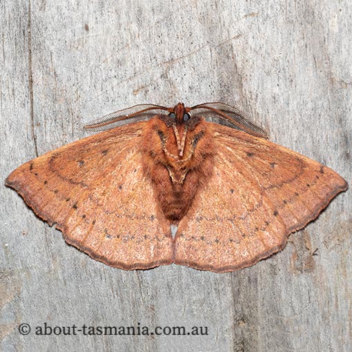 Anthela repleta, Replete Anthelid, Anthelidae, Tasmania, moth