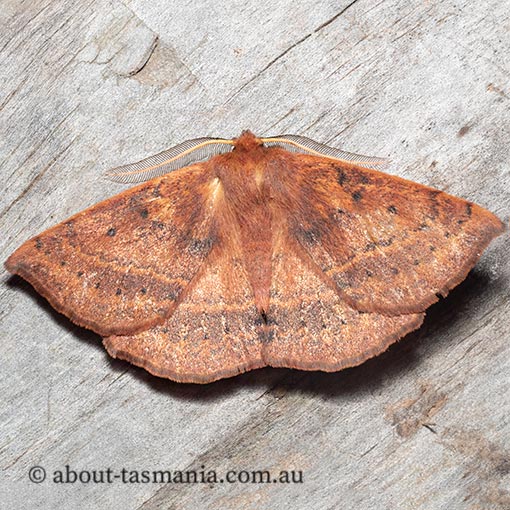 Anthela repleta, Replete Anthelid, Anthelidae, Tasmania, moth