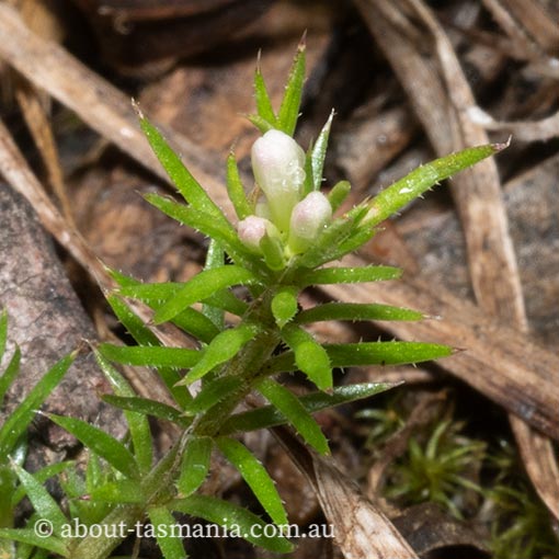 Asperula scoparia subsp. scoparia, prickly woodruff, Tasmania