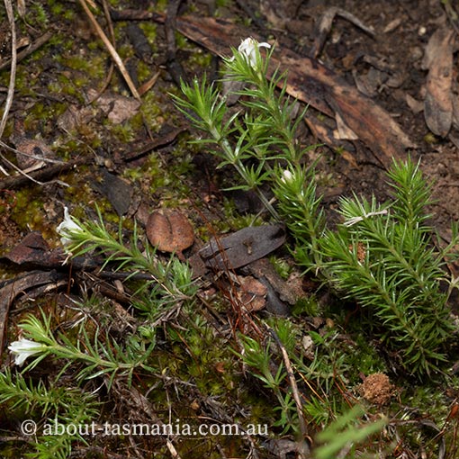 Asperula Scoparia About Tasmania