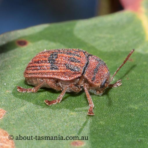 Leaf Beetle, Cadmus crucicollis, Chrysomelidae, Tasmania