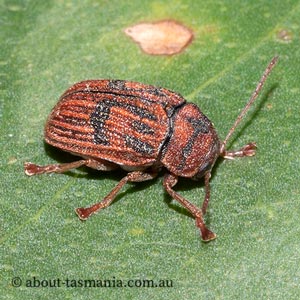 Cadmus crucicollis