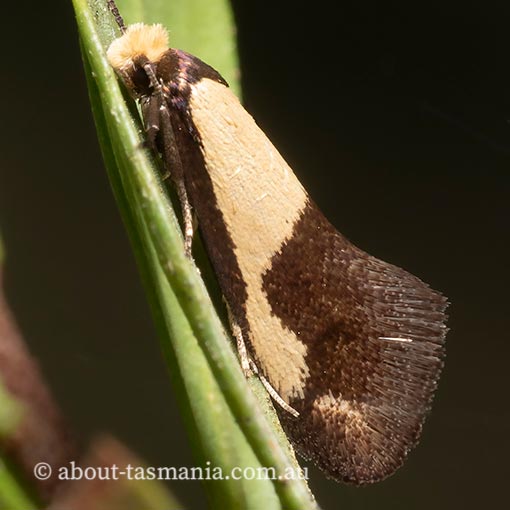 Edosa irruptella, Tineidae, moth, Tasmania