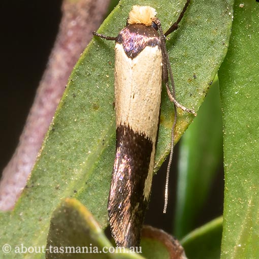Edosa irruptella, Tineidae, moth, Tasmania