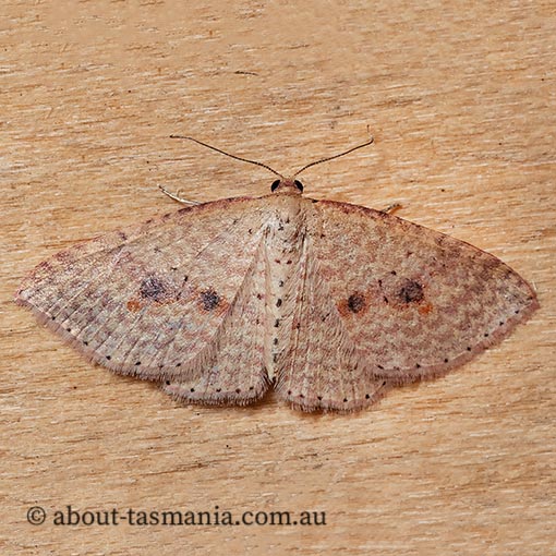 Epicyme rubropunctaria, Geometridae, Tasmania, moth