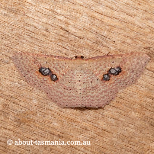 Epicyme rubropunctaria, Geometridae, Tasmania, moth
