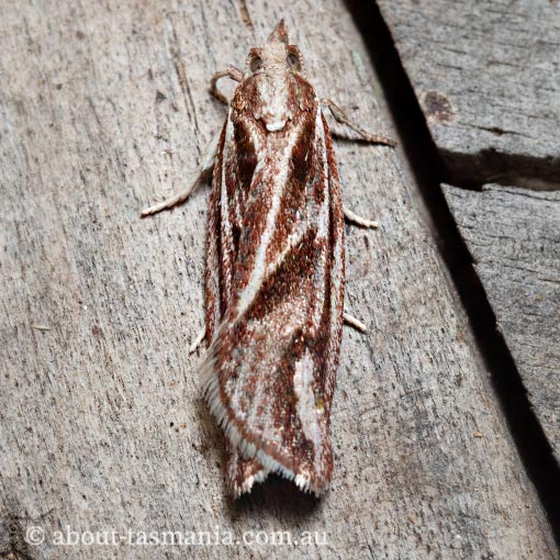 Epiphyas aulacana, Tortricidae, Tasmania, moth