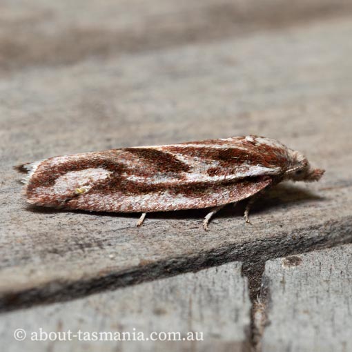 Epiphyas aulacana, Tortricidae, Tasmania, moth
