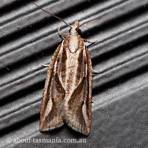 Epiphyas aulacana, Tortricidae, Tasmania, moth
