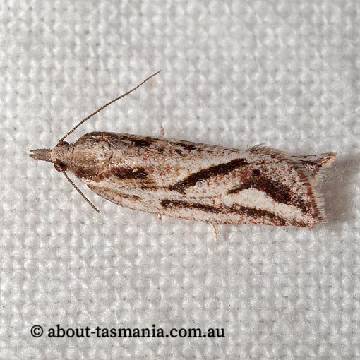 Epiphyas aulacana, Tortricidae, Tasmania, moth