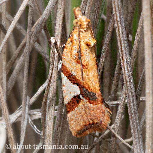 Epitymbia isoscelana, Tortricidae, moth, Tasmania
