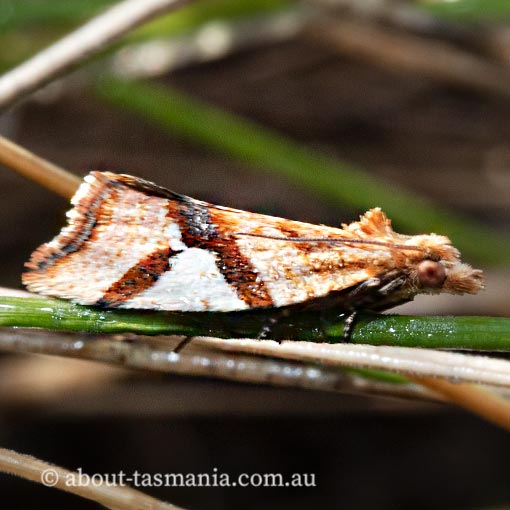 Epitymbia isoscelana, Tortricidae, moth, Tasmania