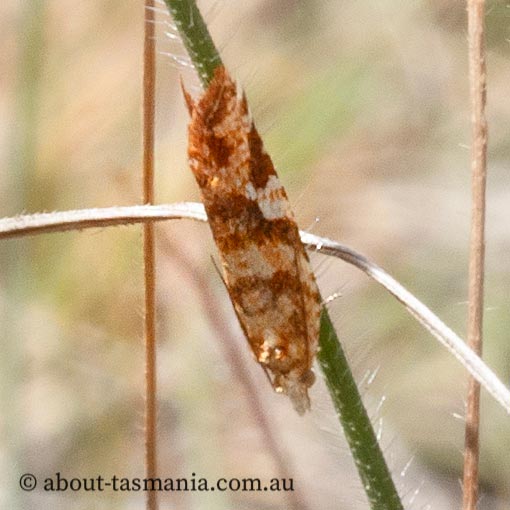 Epitymbia isoscelana, Tortricidae, moth, Tasmania