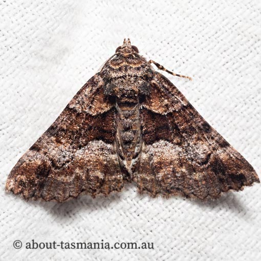 Gastrina cristaria, Geometridae, Tasmania, moth