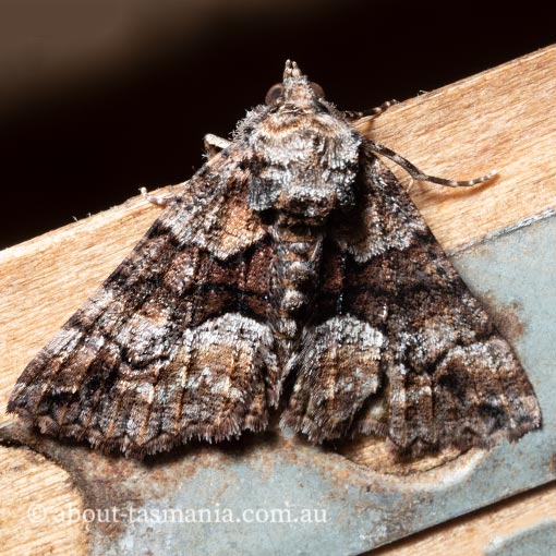 Gastrina cristaria, Geometridae, Tasmania, moth