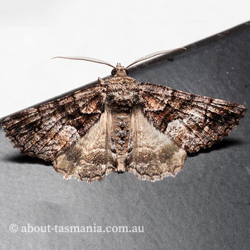 Gastrina cristaria, Geometridae, Tasmania, moth