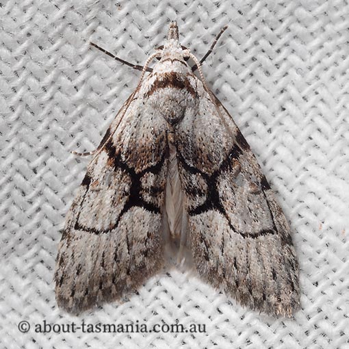 Nola delograpta, clearly-marked tuft-moth, Nolidae, Tasmania, moth