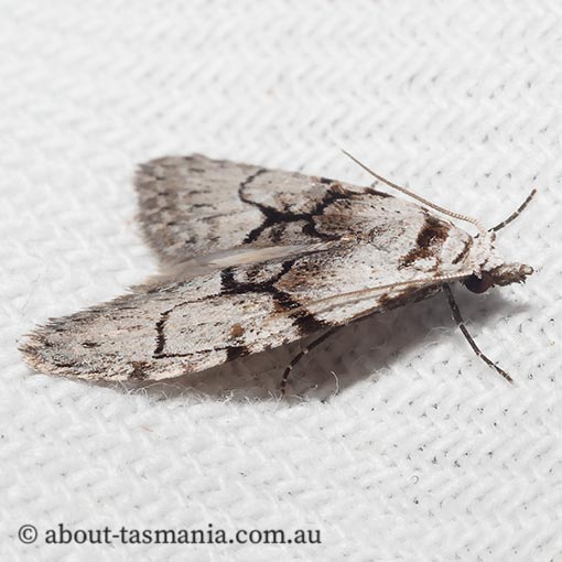 Nola delograpta, clearly-marked tuft-moth, Nolidae, Tasmania, moth
