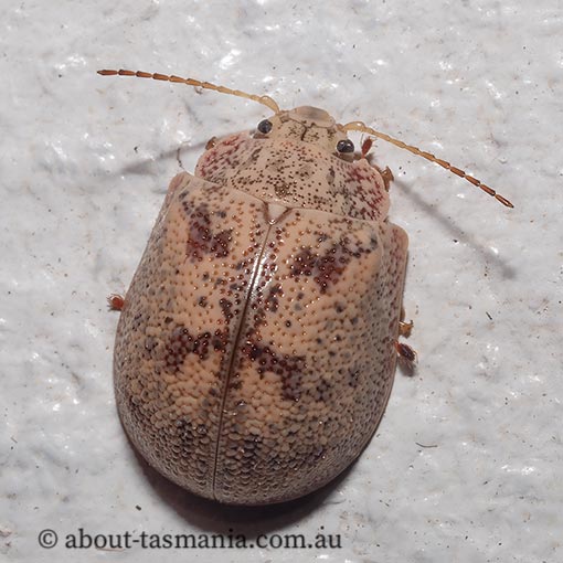 Paropsis-charybdis Paropsis charybdis, Eucalyptus tortoise beetle, Tasmania