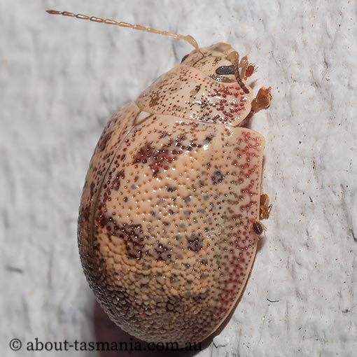Paropsis-charybdis2 Paropsis charybdis, Eucalyptus tortoise beetle, Tasmania