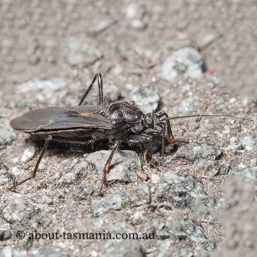 Assassin Bug,  Peirates sp., Tasmania