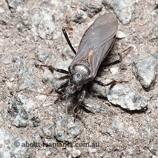 Assassin Bug,  Peirates sp., Tasmania