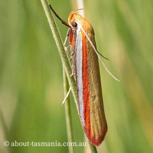 Phytotrypa pretiosella, Oecophoridae, moth, Tasmania
