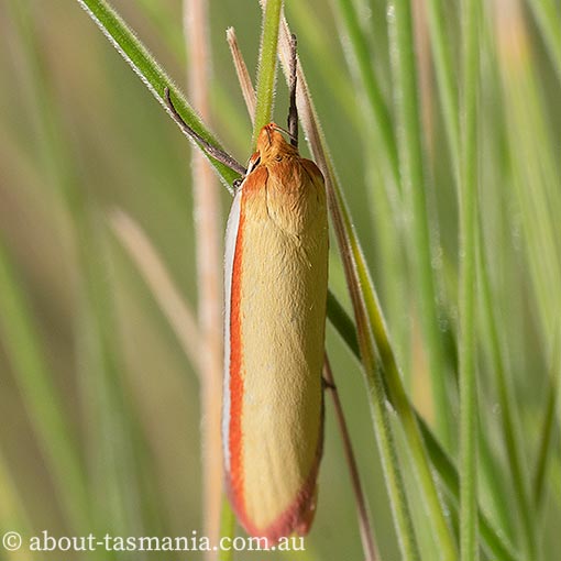 Phytotrypa pretiosella, Oecophoridae, moth, Tasmania