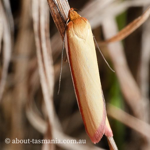 Phytotrypa pretiosella, Oecophoridae, moth, Tasmania
