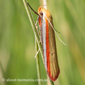 Phytotrypa pretiosella