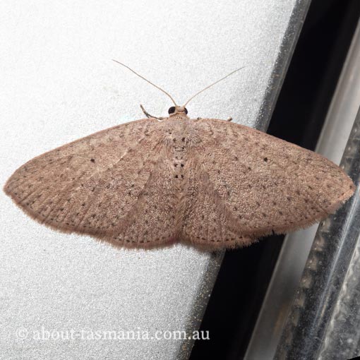 Poecilasthena ischnophrica, Geometridae, Tasmania, moth