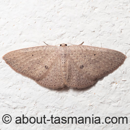 Poecilasthena ischnophrica, Geometridae, Tasmania, moth