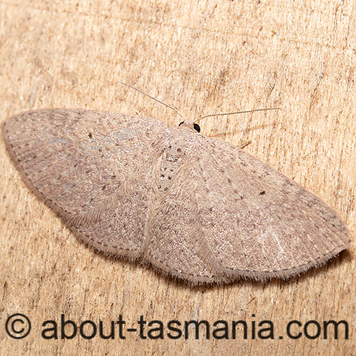 Poecilasthena ischnophrica, Geometridae, Tasmania, moth